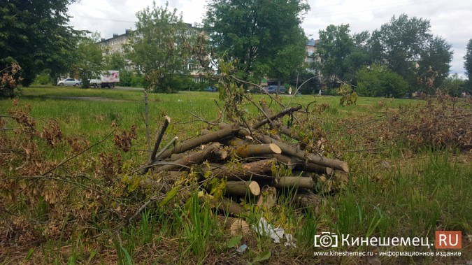 На улице Гагарина в Кинешме массово спилили деревья фото 4