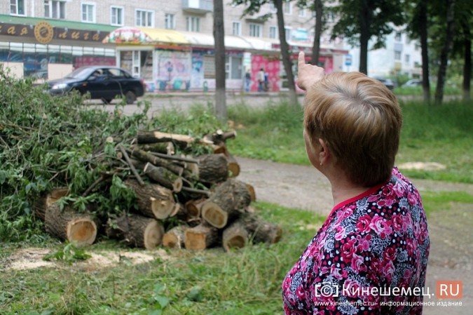 Жители улицы Макарова в Кинешме возмущены массовым уничтожением деревьев фото 7