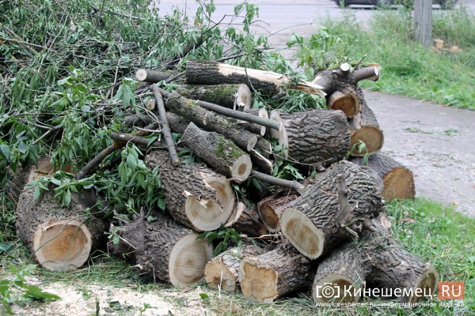 Жители улицы Макарова в Кинешме возмущены массовым уничтожением деревьев фото 8
