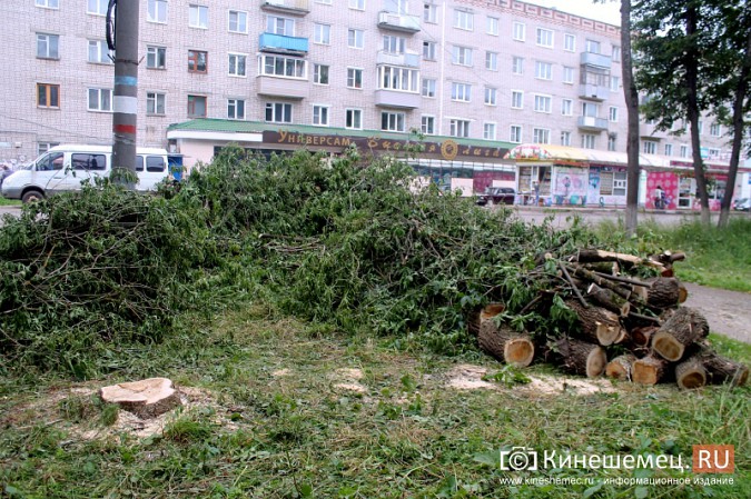 Жители улицы Макарова в Кинешме возмущены массовым уничтожением деревьев фото 4