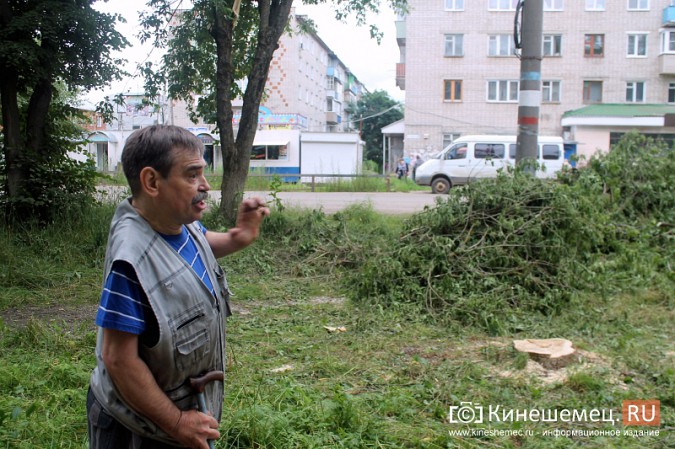 Жители улицы Макарова в Кинешме возмущены массовым уничтожением деревьев фото 6