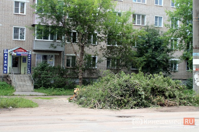Жители улицы Макарова в Кинешме возмущены массовым уничтожением деревьев фото 3