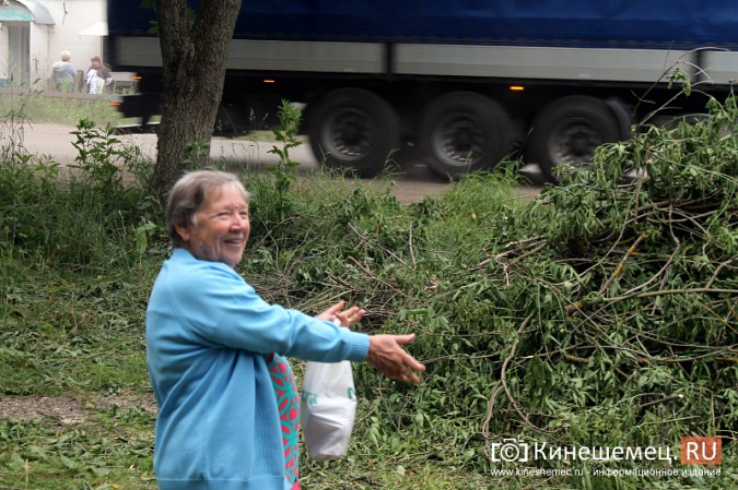 Жители улицы Макарова в Кинешме возмущены массовым уничтожением деревьев фото 2