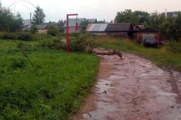 В Кинешемском районе Ивановской области женщину раздавило деревом фото 2