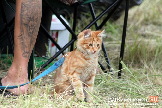 Юбилейный фестиваль «Рокот по Волге» собрал гостей со всей России фото 7